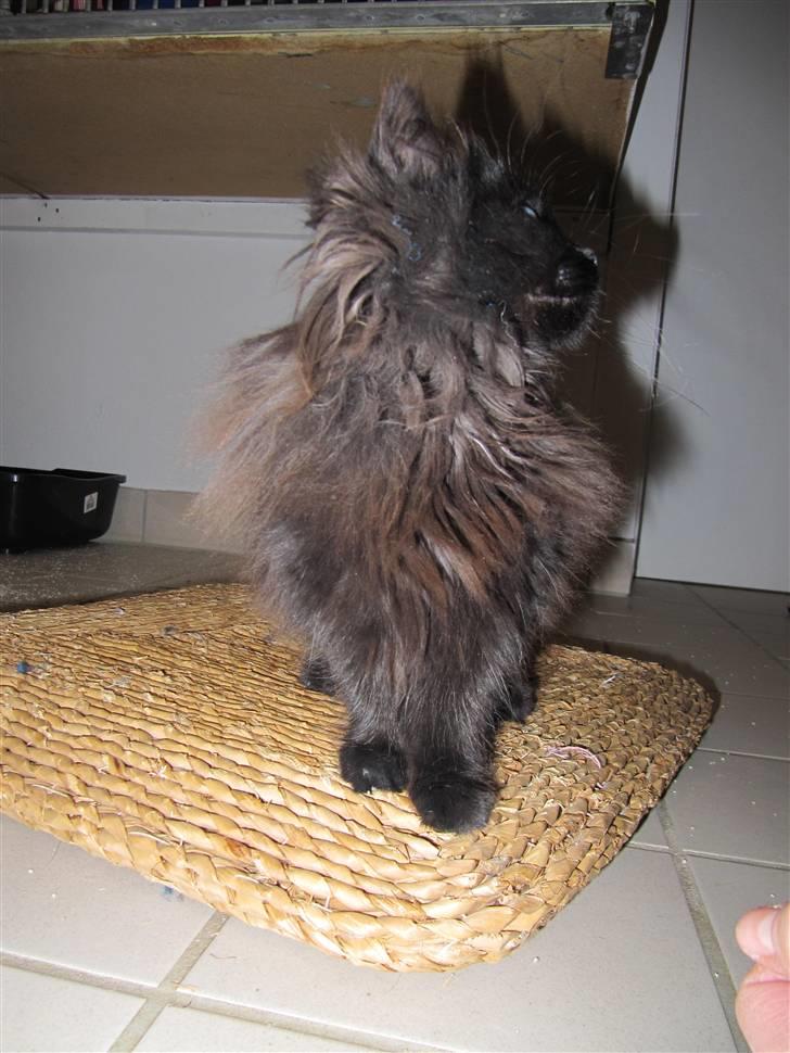 Blanding af racer Grethe - Grethe hos KV 21. december 09 billede 11