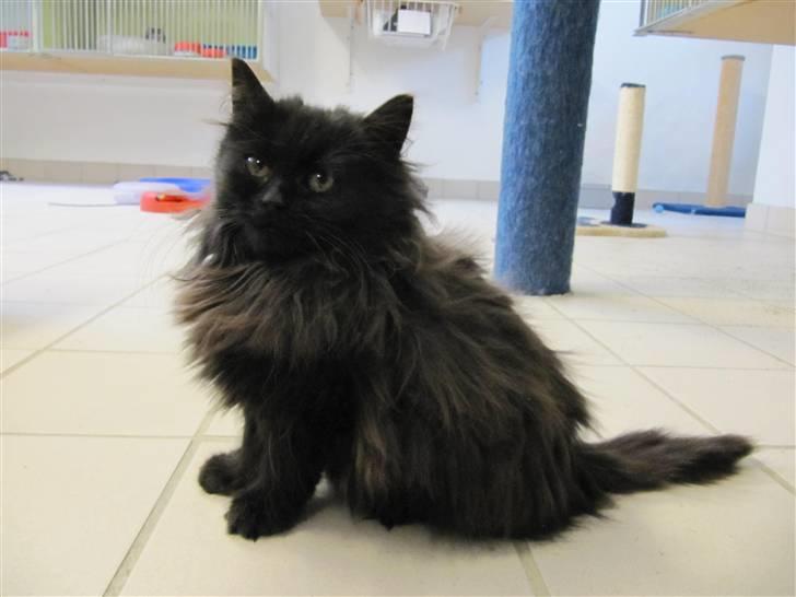 Blanding af racer Grethe - Grethe hos KV 21. december 09 billede 12