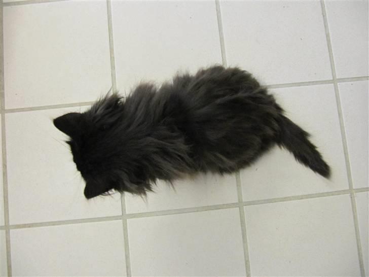 Blanding af racer Grethe - Grethe hos KV 21. december 09 billede 13