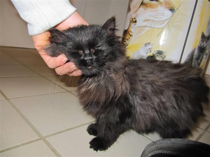 Blanding af racer Grethe - Grethe hos KV 21. december 09 billede 14