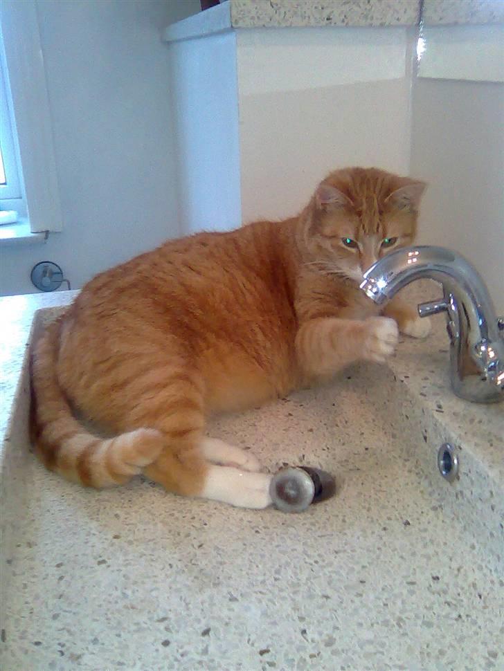 Huskat Mango billede 18