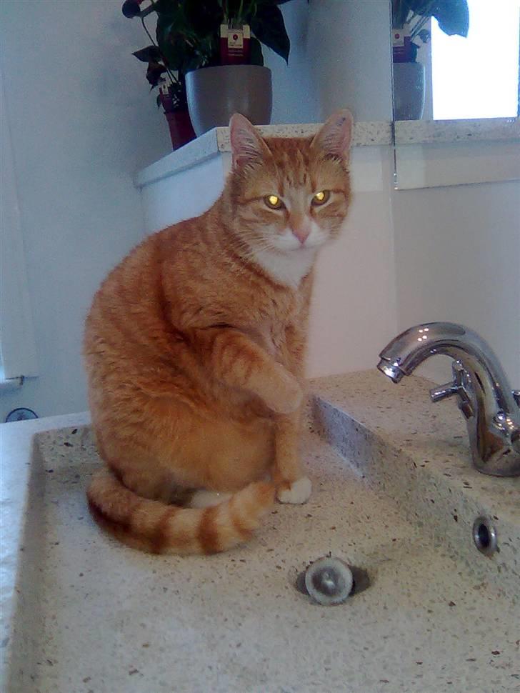 Huskat Mango billede 19