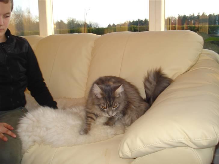 Maine Coon Mr.Ingolf billede 6
