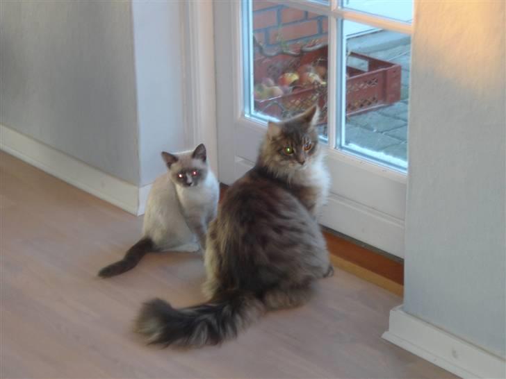 Maine Coon Mr.Ingolf billede 7