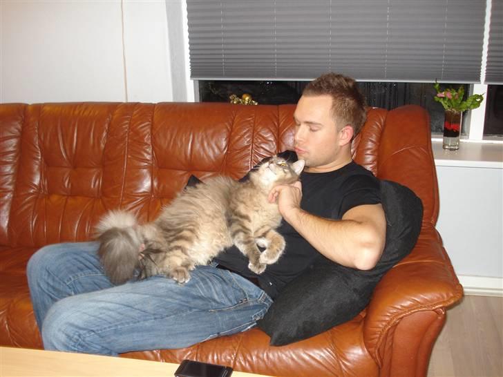 Maine Coon Mr.Ingolf billede 8