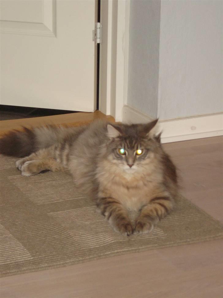 Maine Coon Mr.Ingolf billede 10