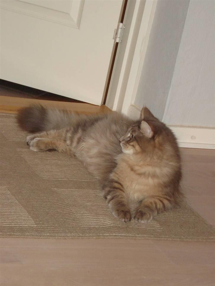 Maine Coon Mr.Ingolf billede 11