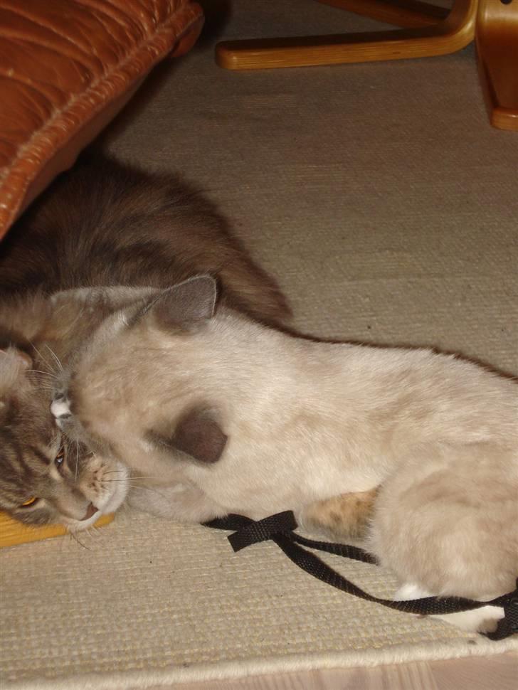 Maine Coon Mr.Ingolf billede 12