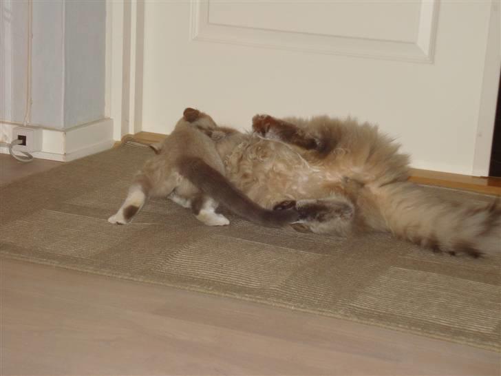 Maine Coon Mr.Ingolf billede 13