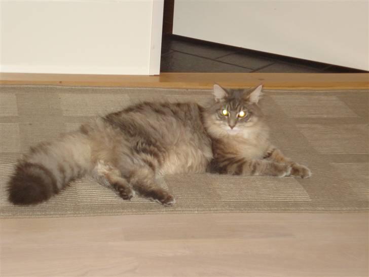 Maine Coon Mr.Ingolf billede 14