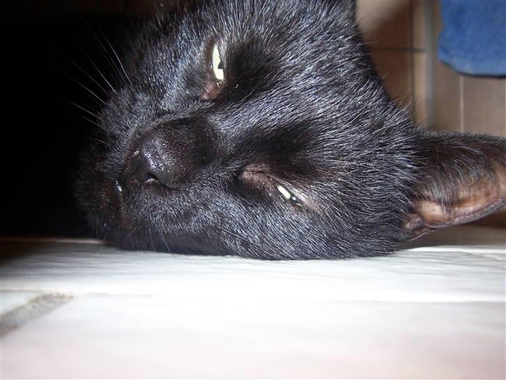 Huskat Frida billede 12