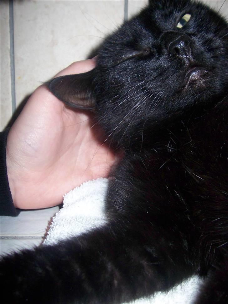 Huskat Frida billede 16