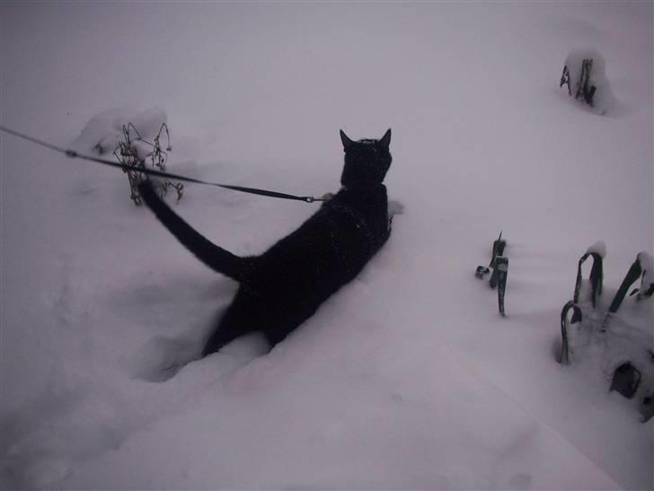 Huskat Emil - spastisk - vinter 2009 billede 4