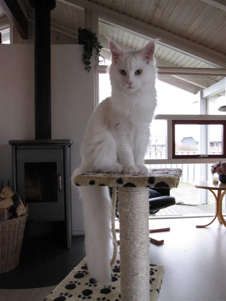 Maine Coon Toffee - 5 mdr. gammel og med på ferie i sommerhus billede 1