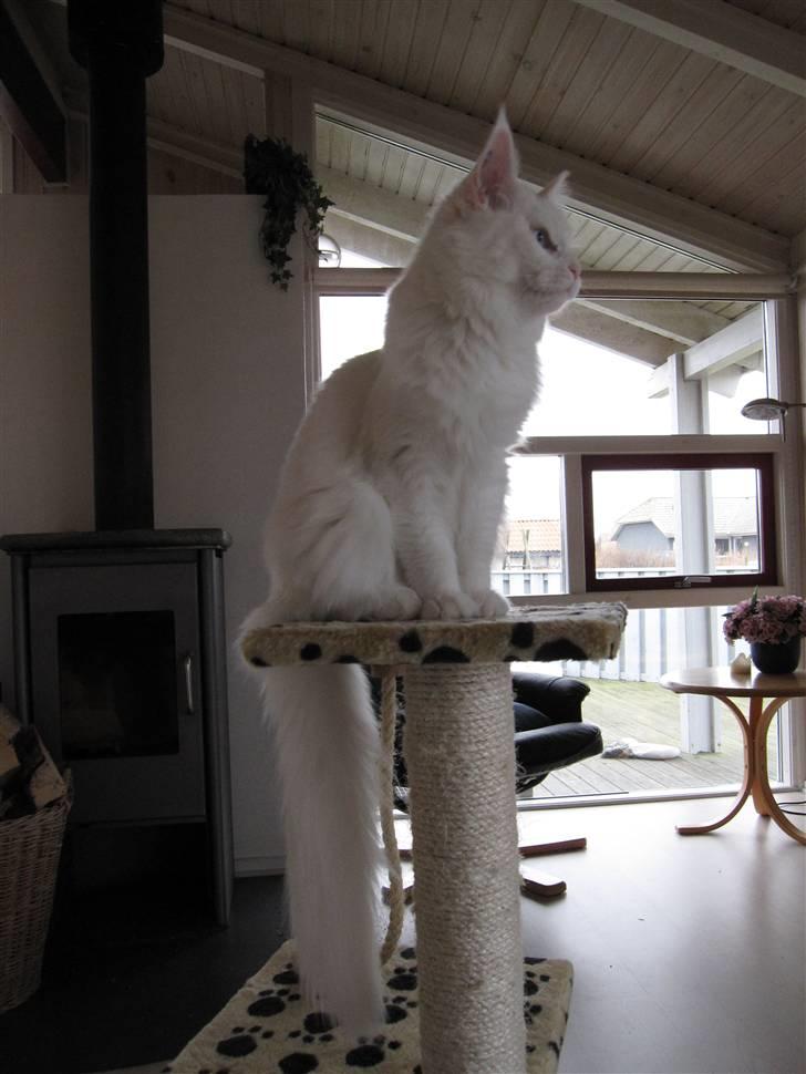 Maine Coon Toffee - 5 mdr. gammel og med på ferie i sommerhus billede 2