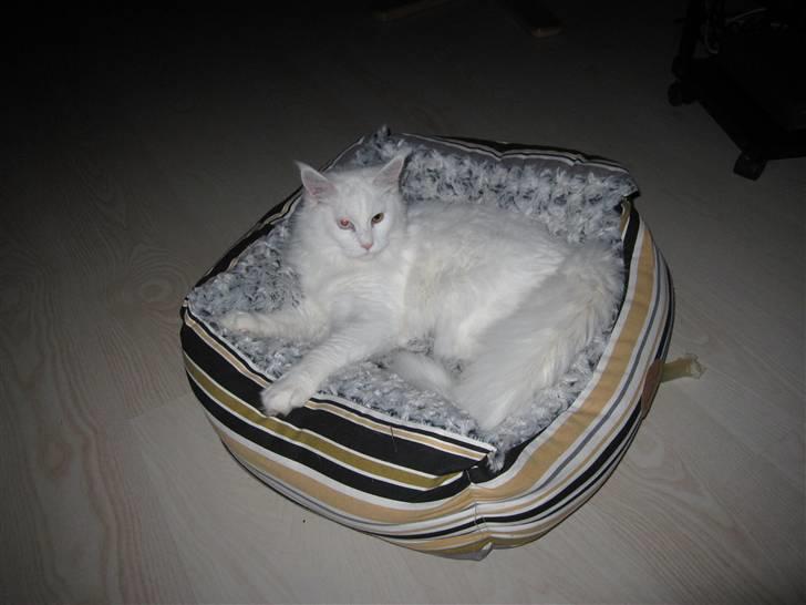 Maine Coon Toffee - Det kan godt være det er din kurv Bailey, men nu ligger jeg her! :) billede 3