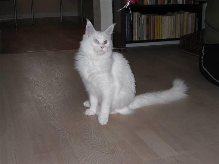 Maine Coon Toffee - Jeg har den snart... billede 4