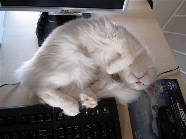 Maine Coon Toffee - Får mig lige en lur ved computeren... billede 5