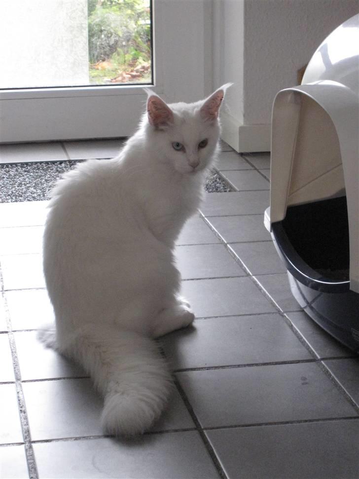 Maine Coon Toffee - Første dag hjemme... billede 6