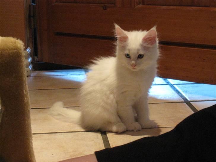 Maine Coon Toffee - Toffee 2 mdr gammel billede 7