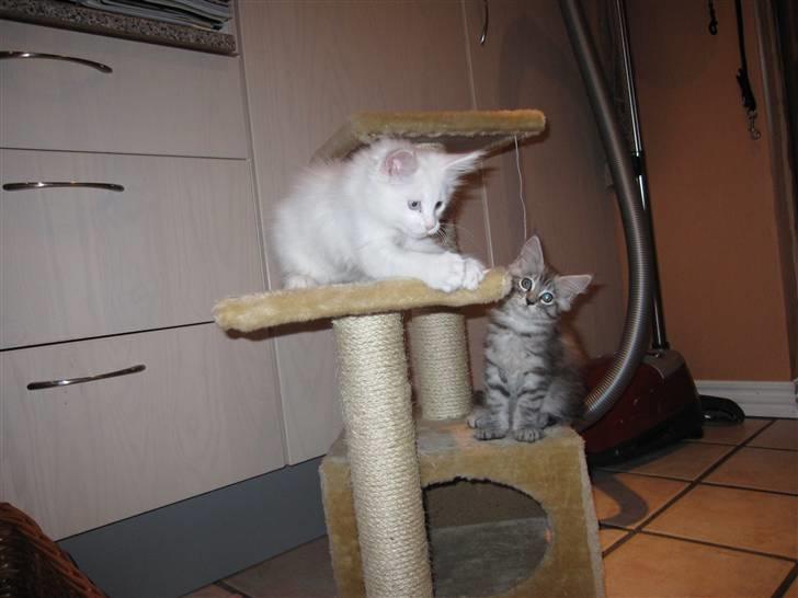 Maine Coon Toffee - Jeg havde den næsten... billede 8