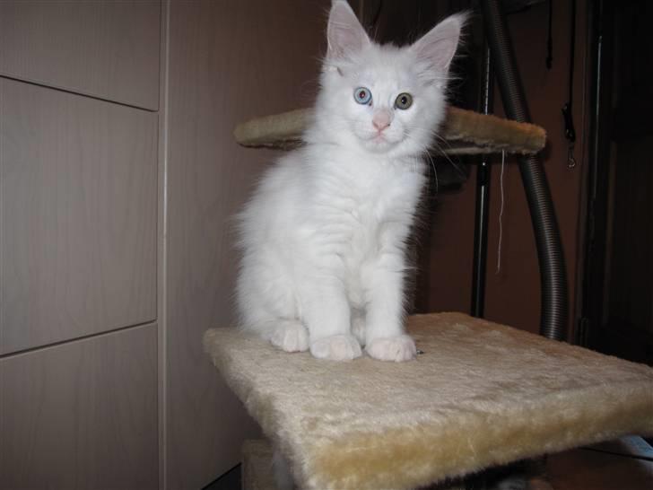 Maine Coon Toffee - Halløj du der billede 9