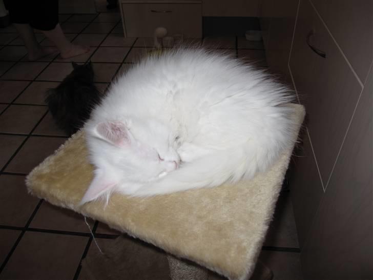 Maine Coon Toffee - Dejligt med en lille lur billede 10