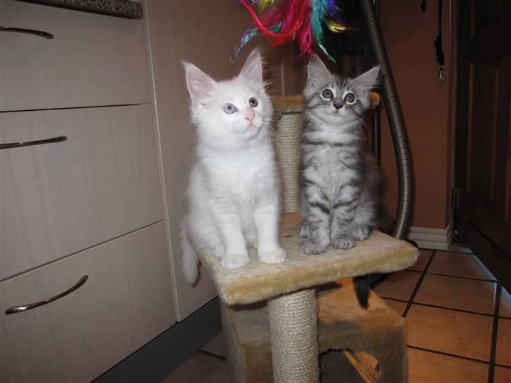 Maine Coon Toffee - 2 mdr gammel sammen med sin lillesøster billede 11