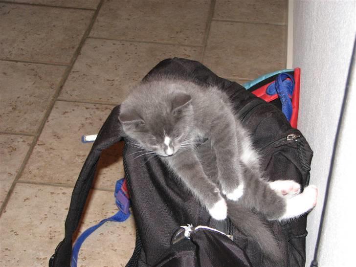 Blanding af racer Blis <3  R.I.P - Velkommen til Lille Blisse Profil håber i nyder den :-) billede 1