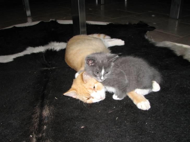 Blanding af racer Blis <3  R.I.P - #2 Lille blis som lille <3<3<33 billede 2