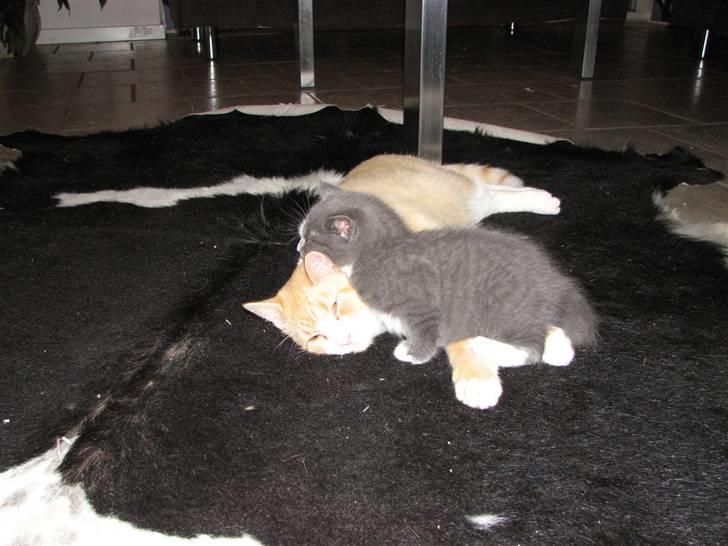 Blanding af racer Blis <3  R.I.P - #3 billede 3