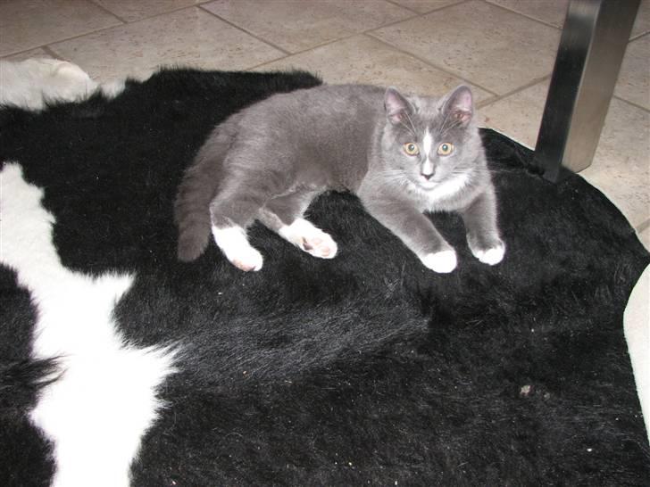 Blanding af racer Blis <3  R.I.P - #4 Under bordet billede 4