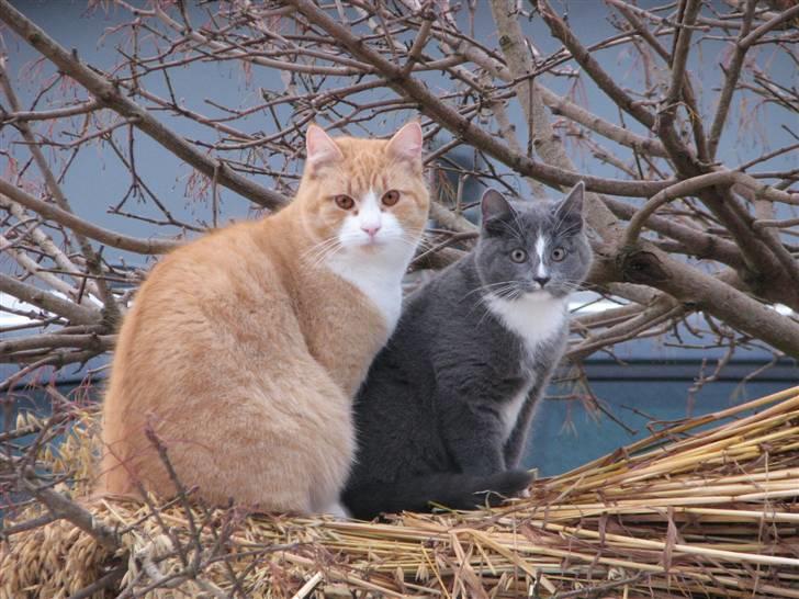 Blanding af racer Blis <3  R.I.P - #5 På neget en morgen billede 5