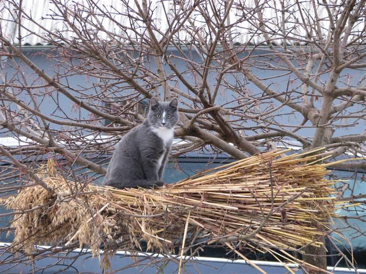 Blanding af racer Blis <3  R.I.P - #6 På neget i træet <3 billede 6