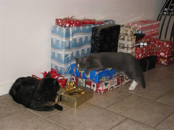 Blanding af racer Blis <3  R.I.P - #7 Blis og spot på Blis Y-gave :-D billede 7