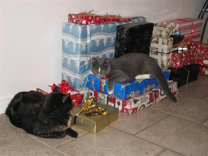 Blanding af racer Blis <3  R.I.P - #8 Indnu et billede af hans mor og ham :-D På GAVERNE :-D billede 8