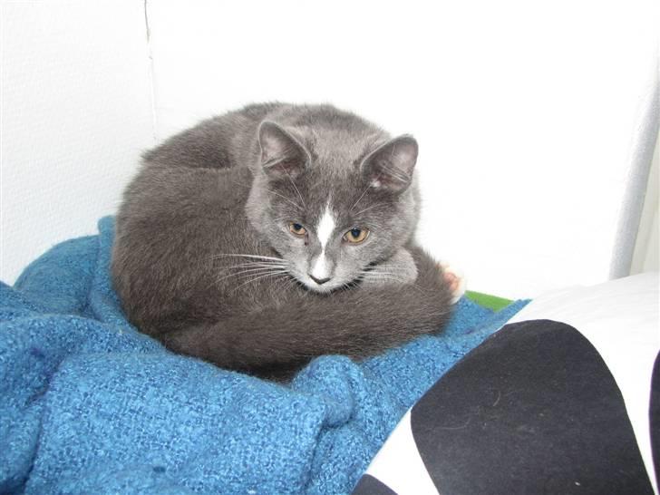 Blanding af racer Blis <3  R.I.P - #9 Her sover han altid <33 :-) billede 9