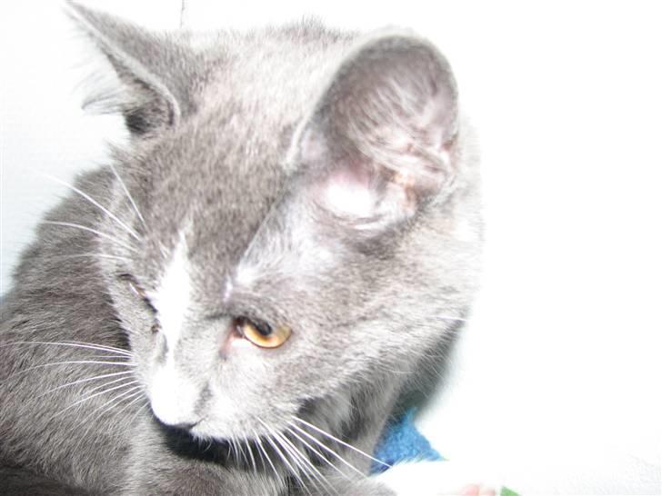 Blanding af racer Blis <3  R.I.P - #10 Cutie lille Blis :-) <3 billede 10