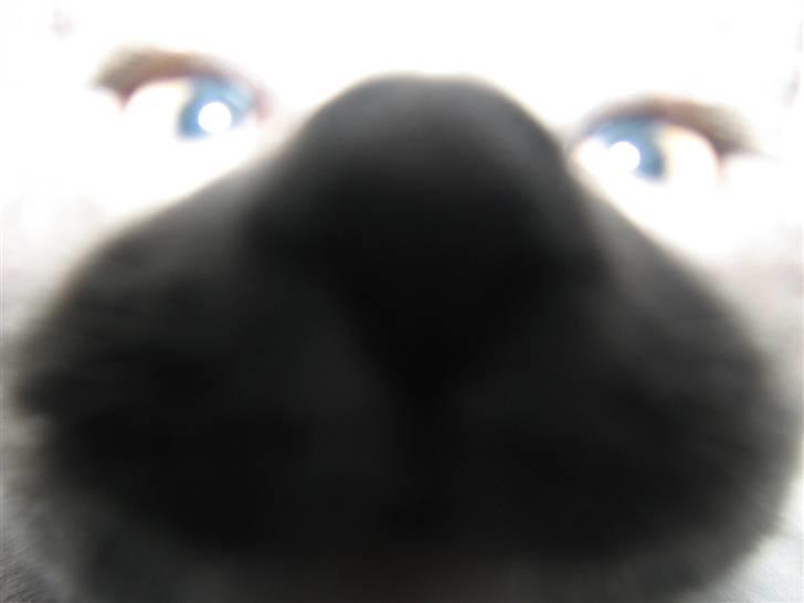 Blanding af racer Blis <3  R.I.P - #11 Hvor ser du dum ud :-D billede 11