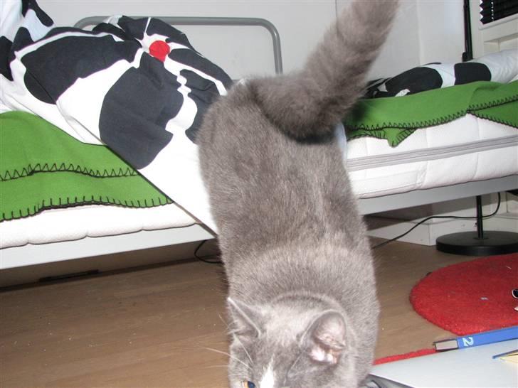 Blanding af racer Blis <3  R.I.P - #12 Nu hopper jeg altså!! billede 12