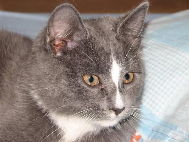 Blanding af racer Blis <3  R.I.P - #13 Hovedbillede billede 13