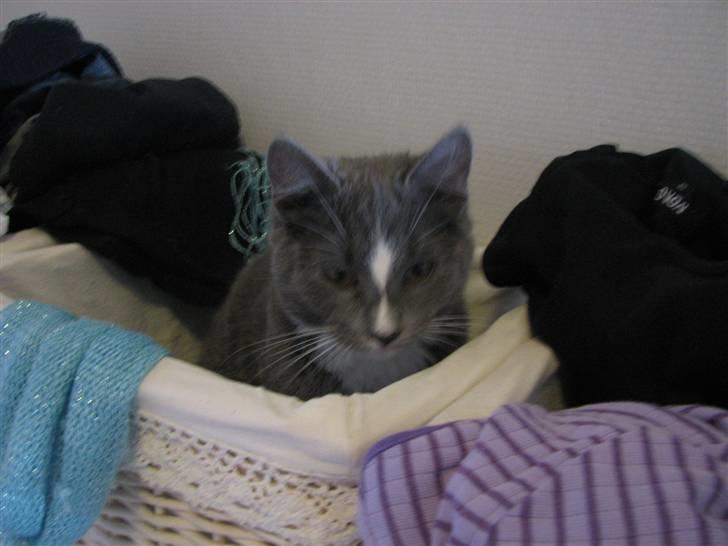 Blanding af racer Blis <3  R.I.P - #14 Her sidder jeg :-) Og her bliver jeg sidende :-D billede 14