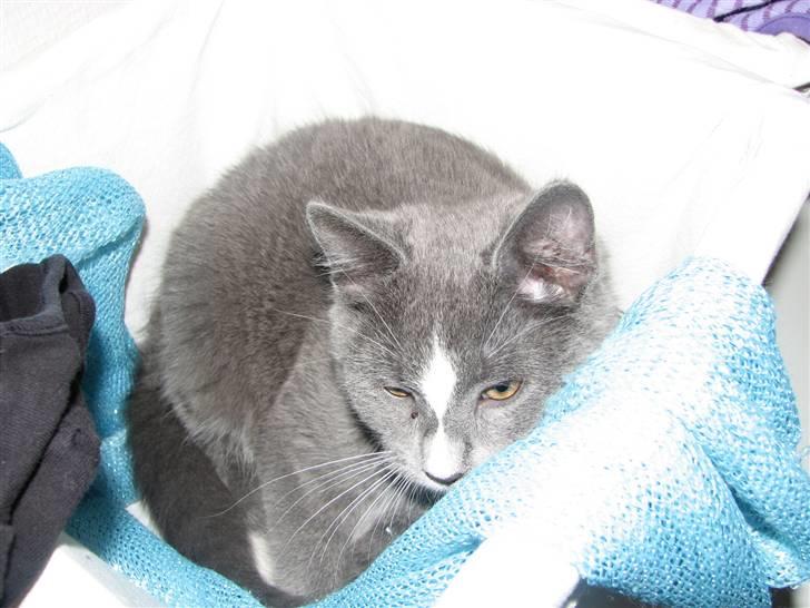 Blanding af racer Blis <3  R.I.P - #15 Hvor dejligt :-) billede 15