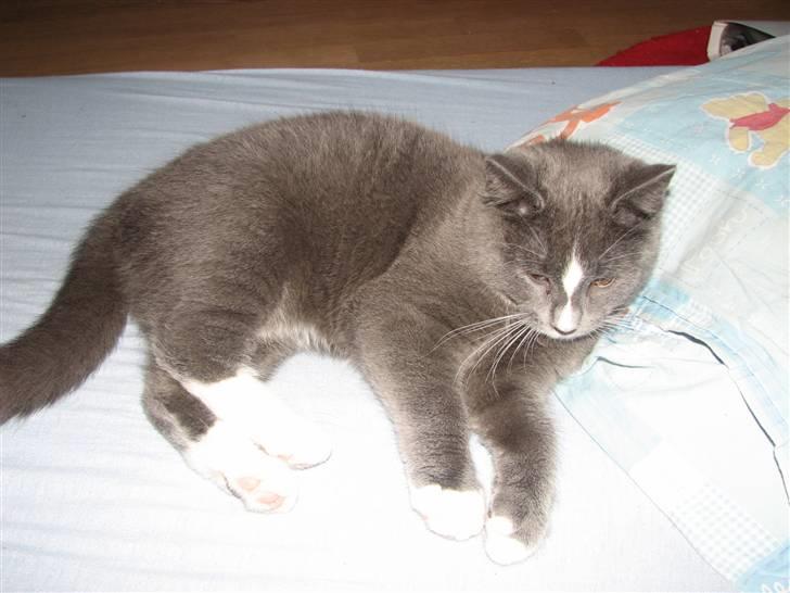 Blanding af racer Blis <3  R.I.P - #16 Nu skal jeg altså sove så nu må du stop !!! billede 16