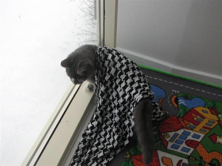 Blanding af racer Blis <3  R.I.P - #17 Mit elskede sne :-D billede 17