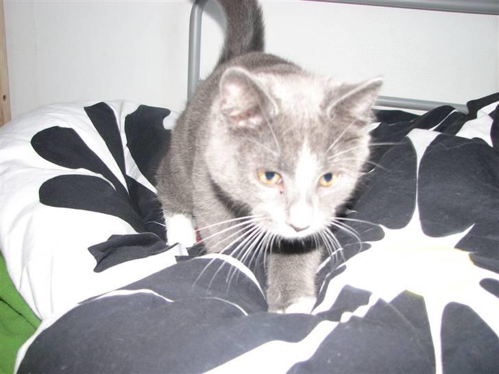 Blanding af racer Blis <3  R.I.P - #18 Nu kan ingen stop jeg vil Kæles med :-D <3 billede 18