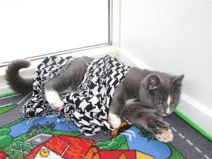 Blanding af racer Blis <3  R.I.P - #19 Haha i kan ikke se mig :-D billede 19