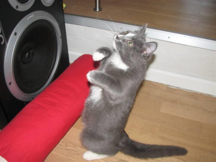 Blanding af racer Blis <3  R.I.P - #20 Hvem har sagt jeg Ikke kan stå på 2 ben !! :-D Håber i nydt lille Blis <33 billede 20