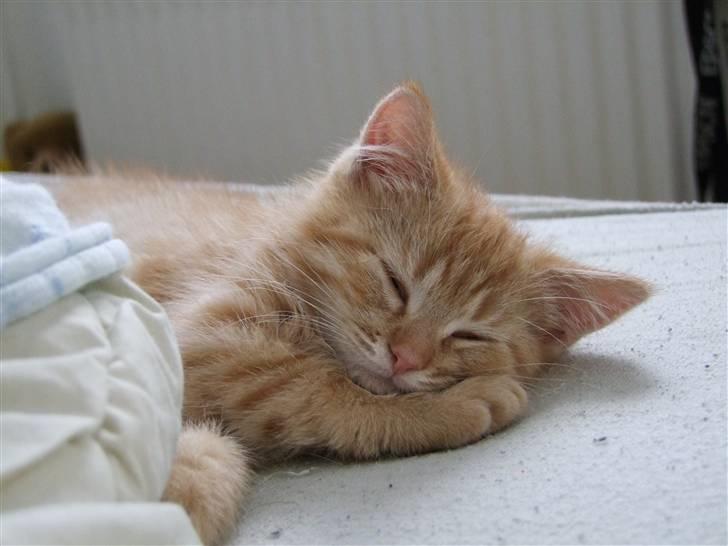 Blanding af racer zeus billede 1