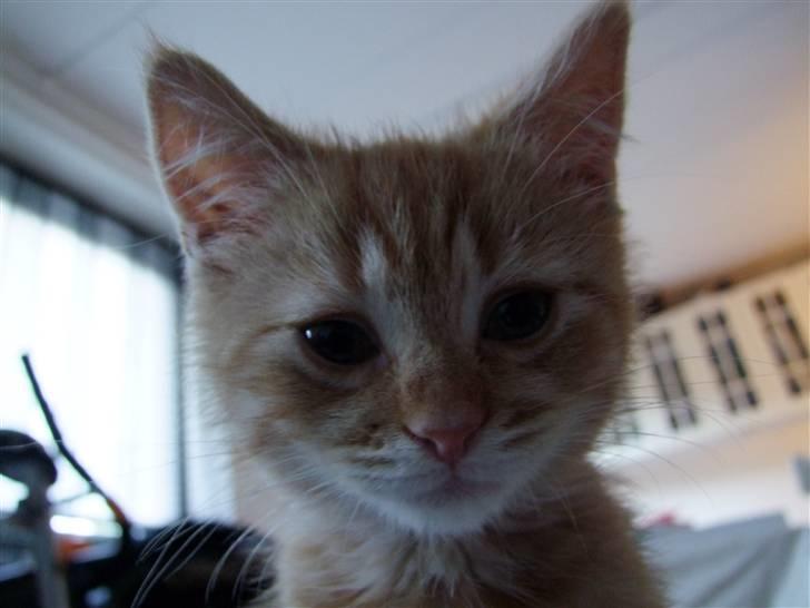 Blanding af racer zeus billede 2